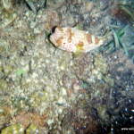 Puffer fish! Puffer fish!