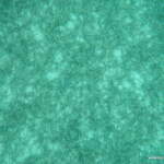 View of the sea floor from the kayak View of the sea floor from the kayak