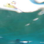 View of Diane on kayak from just below the water View of Diane on kayak from just below the water