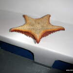 Starfish Starfish